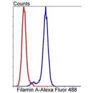 Filamin A [SA30-08]